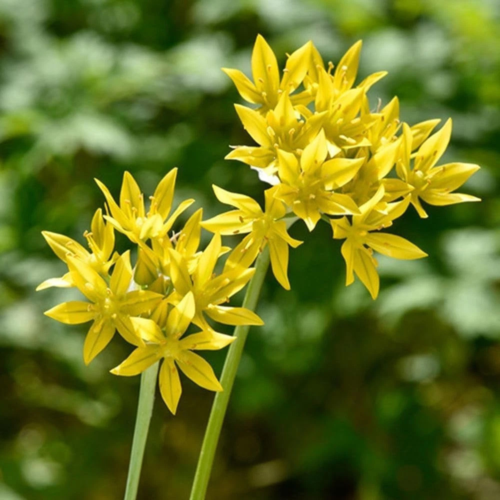 Thompson and Morgan Harmony Collection Spring Planting Bulb 200 Pack Image 6
