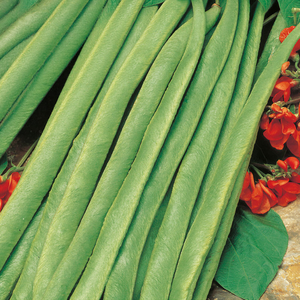 Runner Bean Lady Di Seeds Image 1