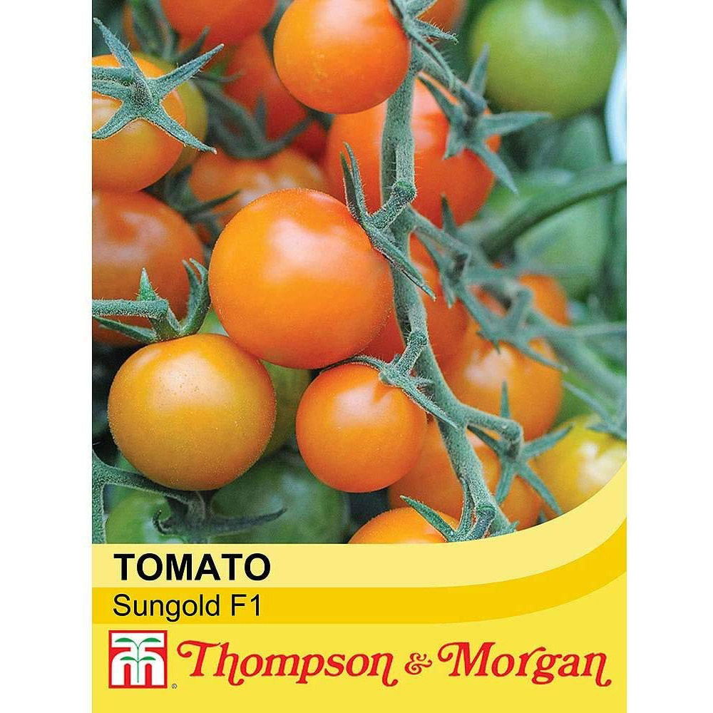 Thompson and Morgan Sungold F1 Hybrid Tomato Seeds 8 Pack Image 1