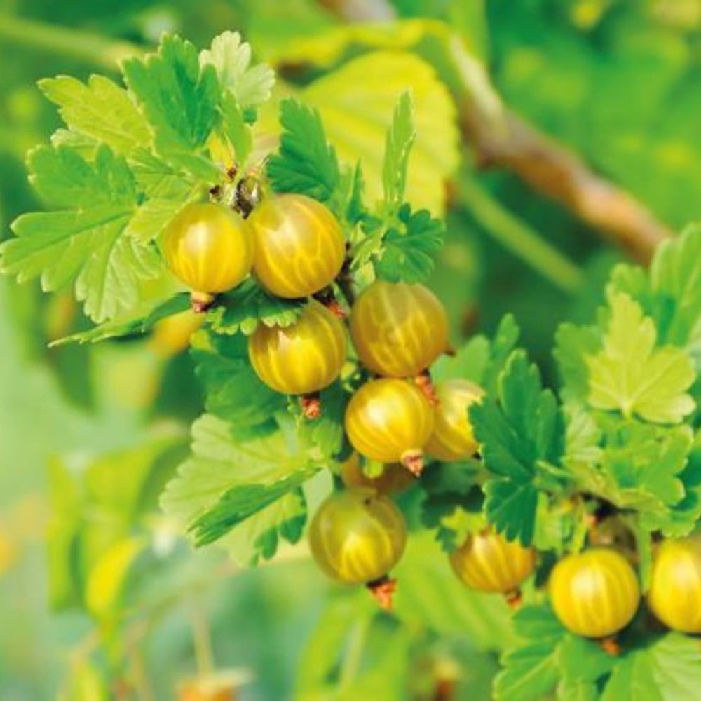 Thompson and Morgan Gooseberry Giggles Gold Potted Plant 9cm 2 Pack Image 1