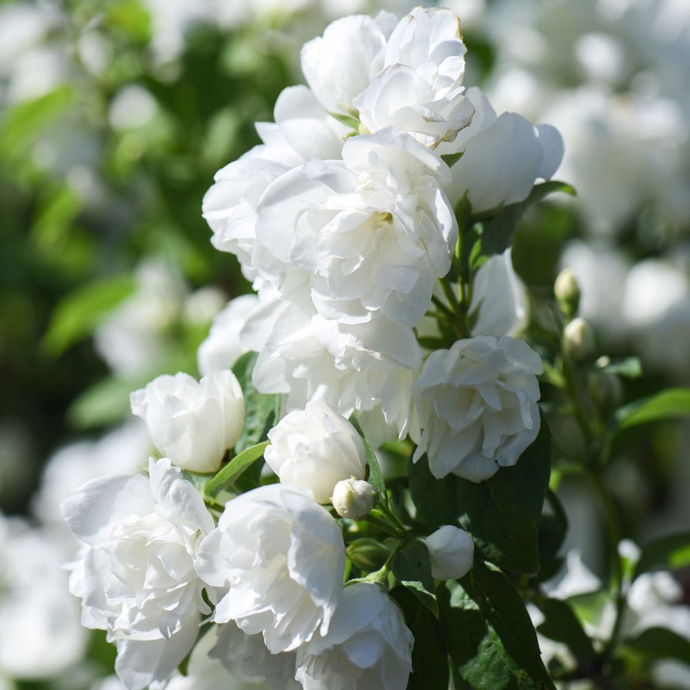 Thompson and Morgan Philadelphus Virginal Plant Pot 3.6L Image 3