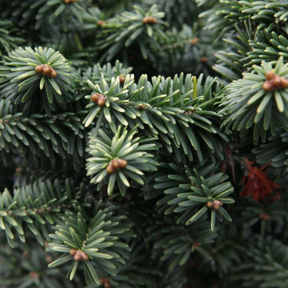 Thompson and Morgan Abies Balsamea Nana Plant Pot 2L Image 1