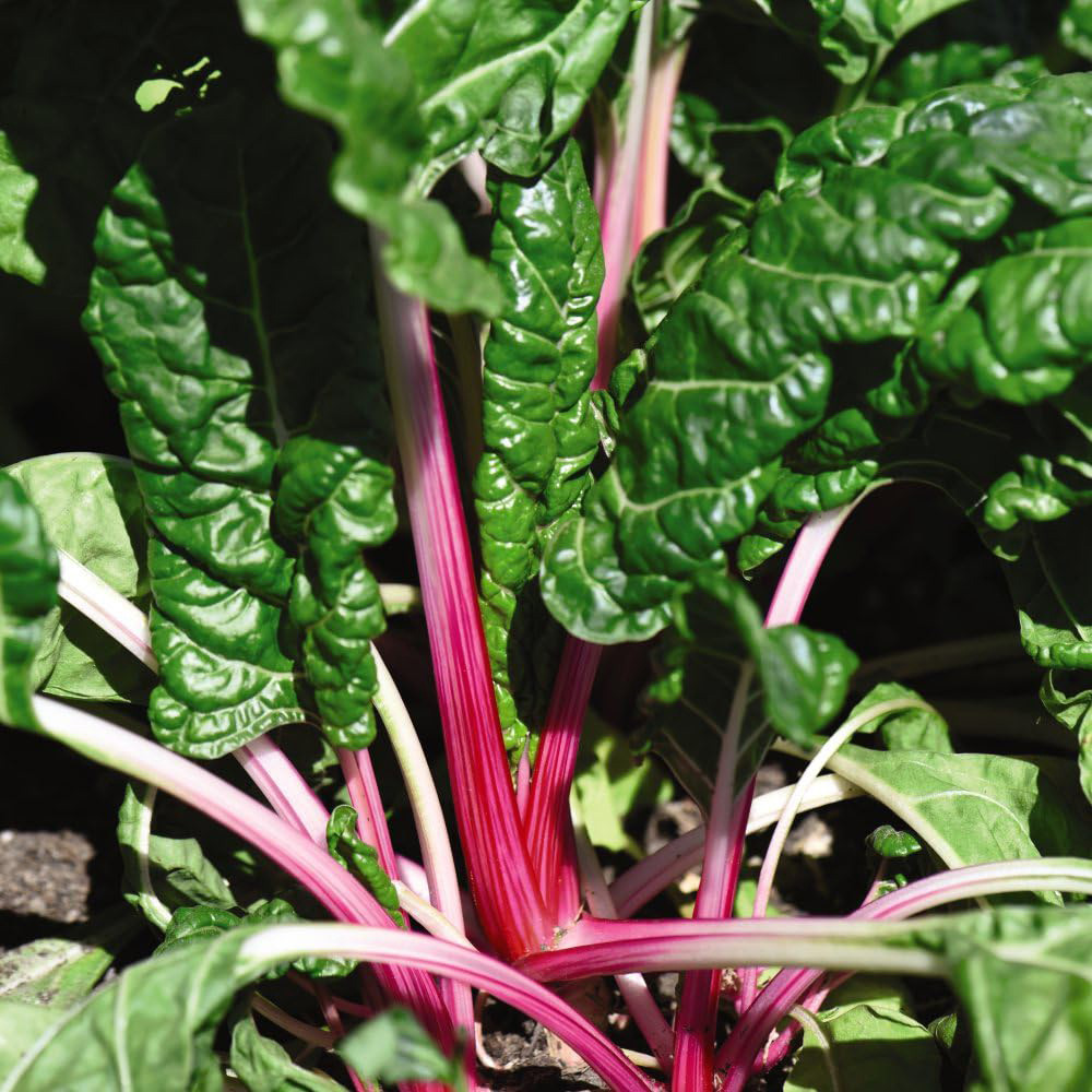 Thompson & Morgan Swiss Chard Peppermint Seeds Image 3