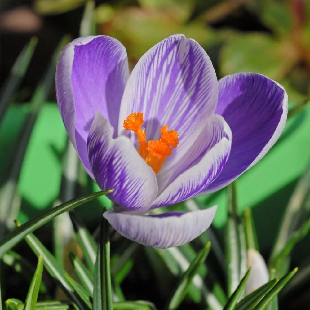 Thompson and Morgan Crocus Dutch Striped Planting Bulb 80 Pack Image 1