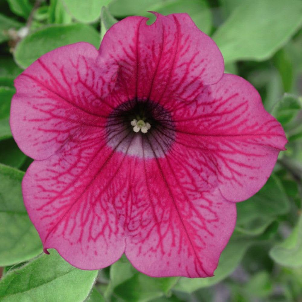 Thompson and Morgan Petunia Hot Pink Trailing Surfinia Postiplug Plant 5 Pack Image 1