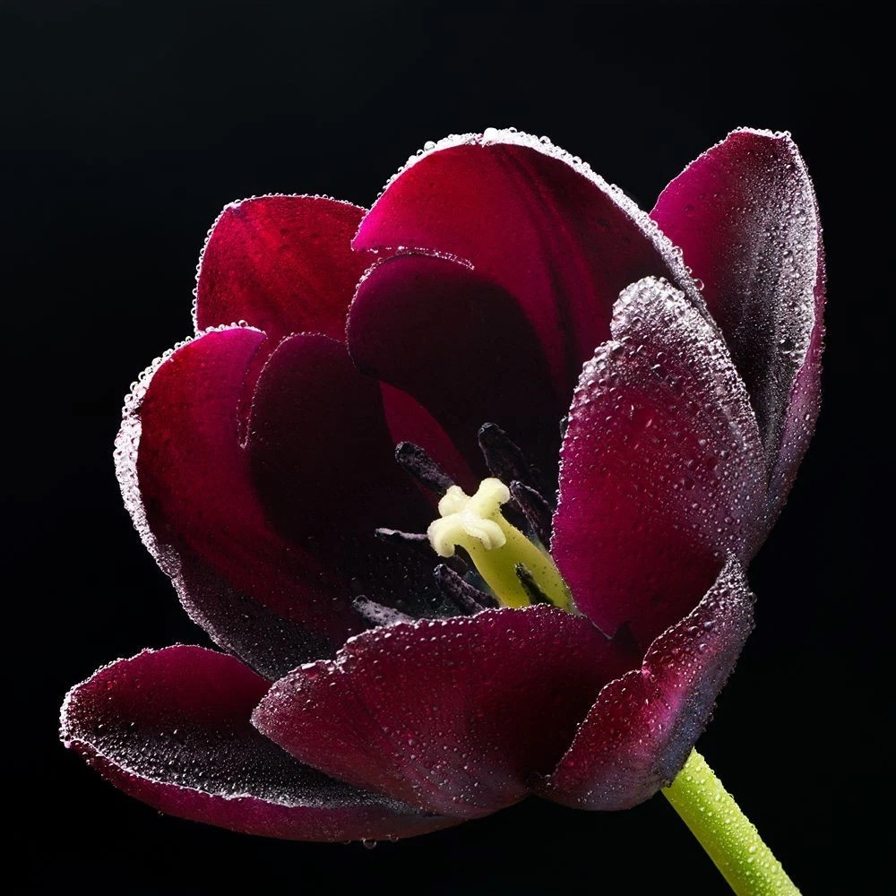 Thompson and Morgan Tulip Paul Scherer Autumn Planting Bulb 32 Pack Image 4