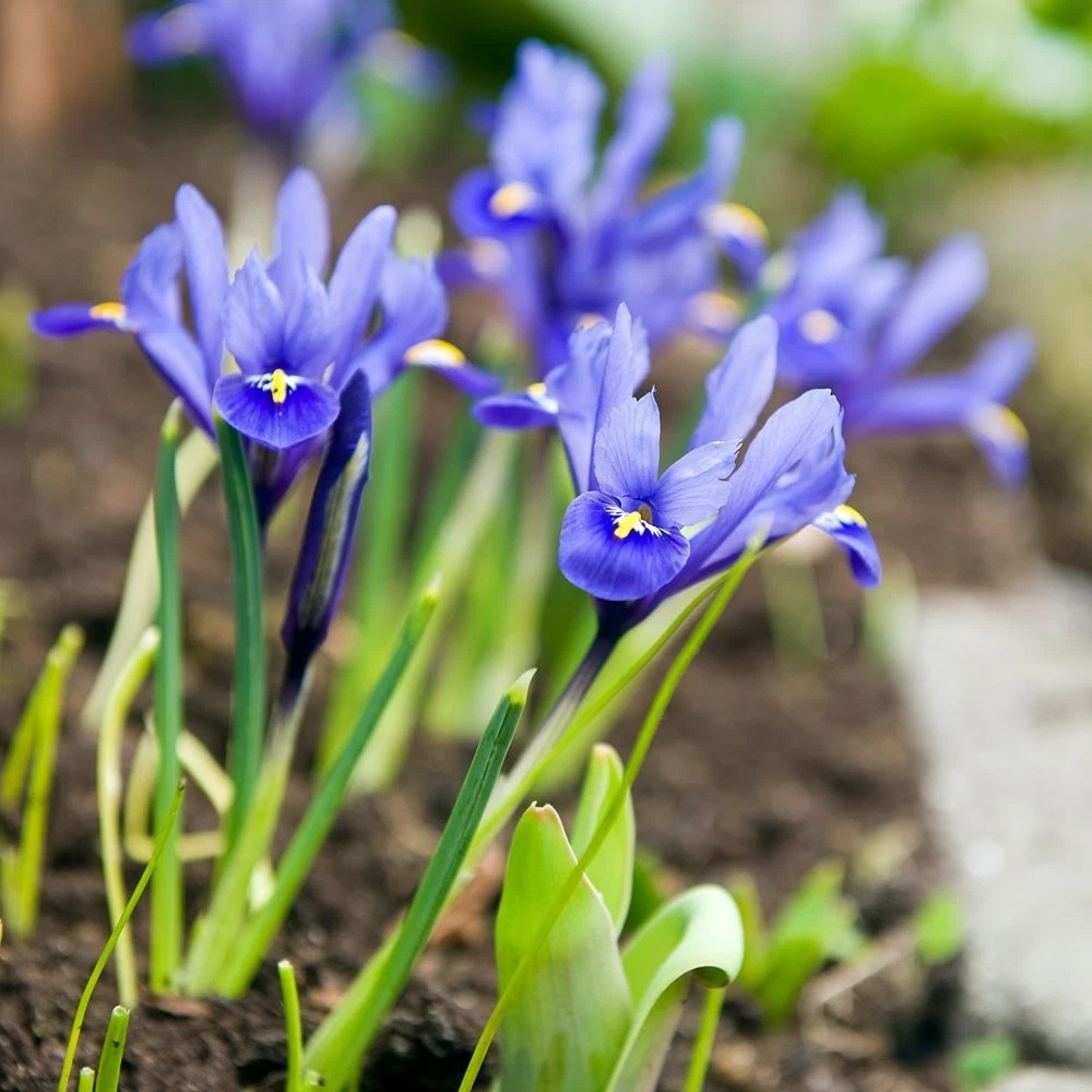 Thompson and Morgan Iris Reticulata Autumn Planting Bulb 160 Pack Image 2