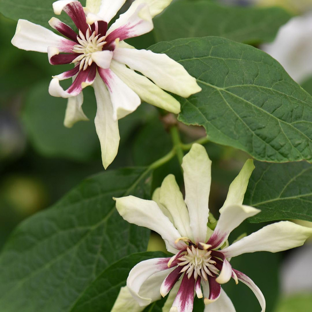 Thompson and Morgan Calycanthus Floridus Venus Plant Pot 15cm Image 2