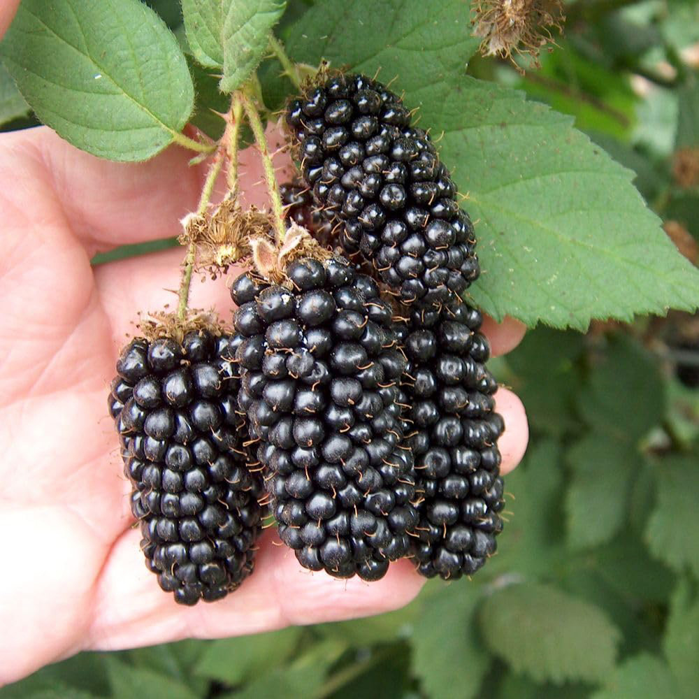 Thompson and Morgan Blackberry Rubus Karaka Black Plant Pot 9cm 2 Pack Image 2