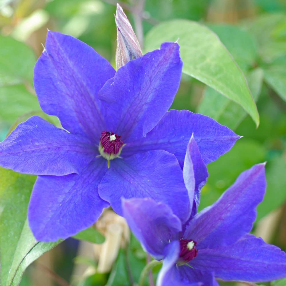 Thompson and Morgan Clematis The President Plant Pot 1.7L Image 4