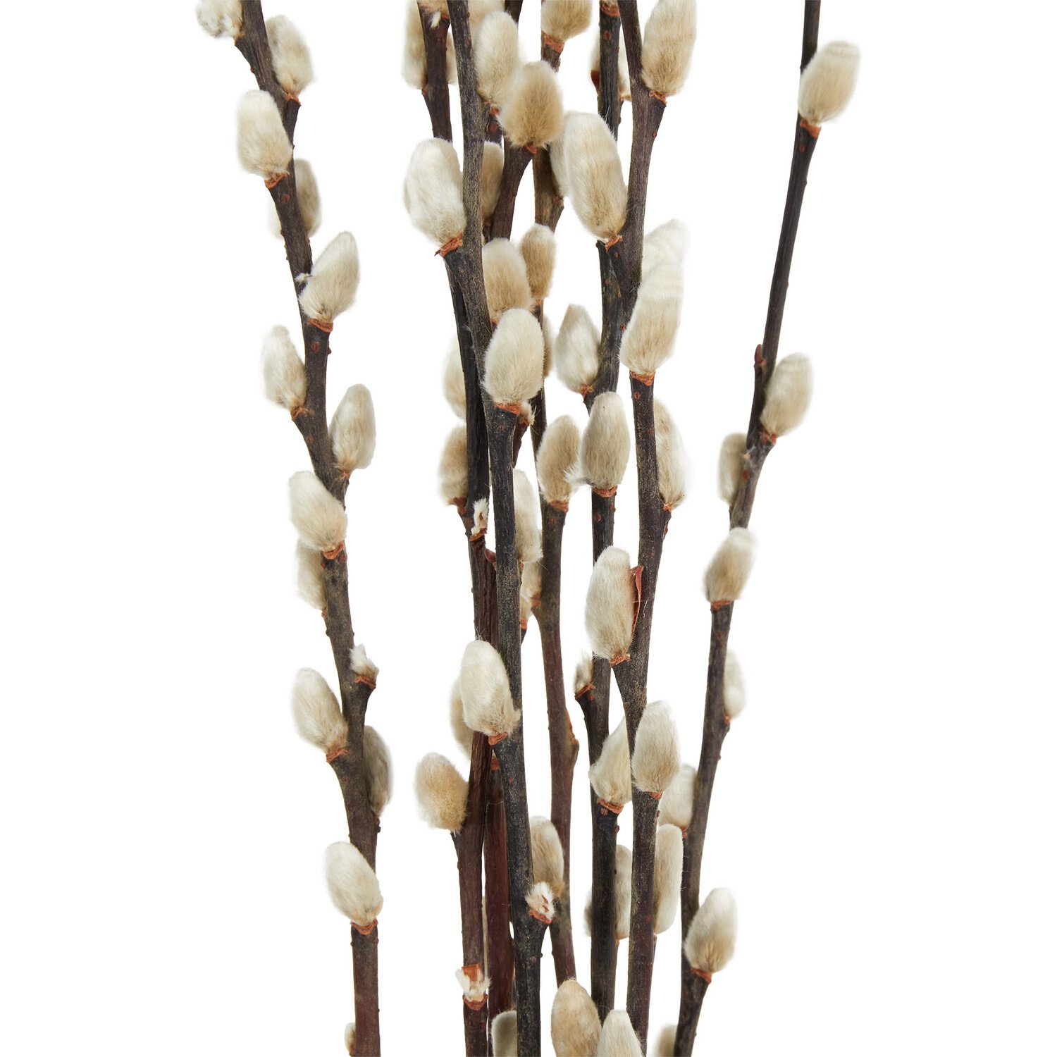 Pussywillow Bouquet 60cm - Natural Image 3