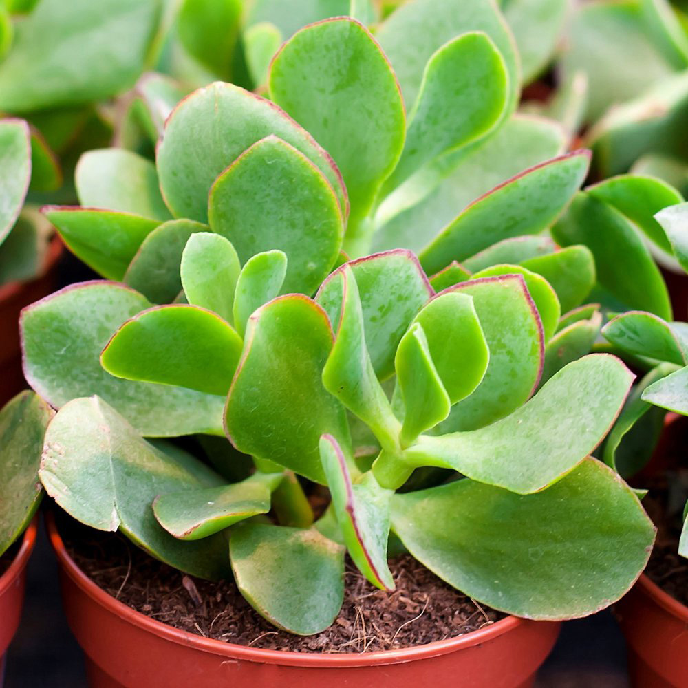 Thompson and Morgan Crassula Succulents Mix Potted Plant 10.5cm 5 Pack Image 4