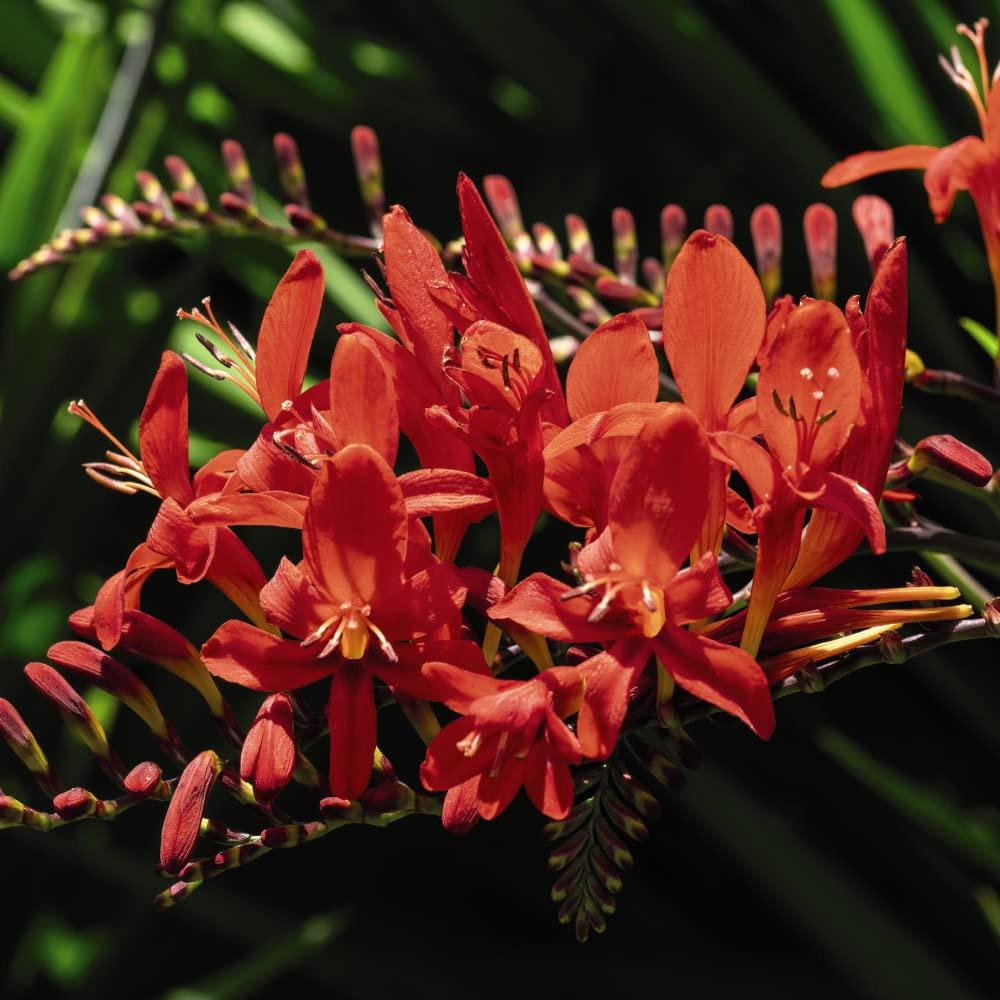 Thompson and Morgan Crocosmia Lucifer Planting Bulb 20 Pack Image 1