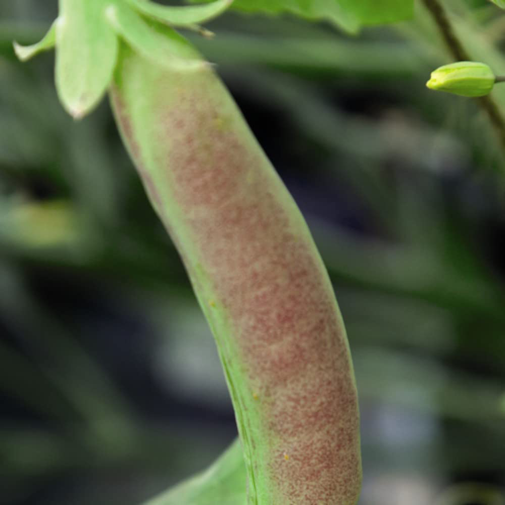 Thompson and Morgan Pea Spring Blush Mangetout and Sugar Snap Multi-Sown Plant 15 Cell Tray Image 4