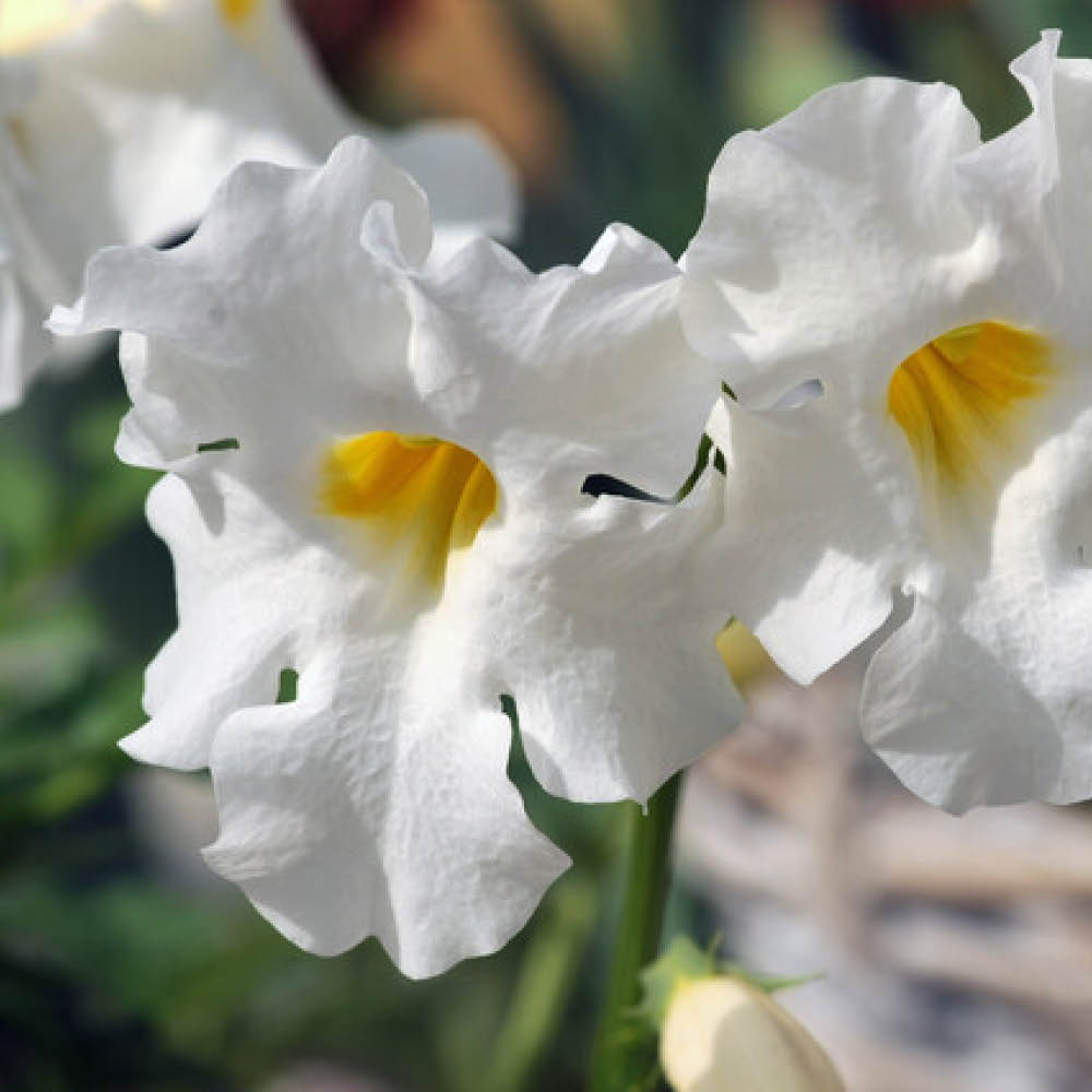 YouGarden Hardy Gloxinia Mixed Bare Root 5 Pack Image 2