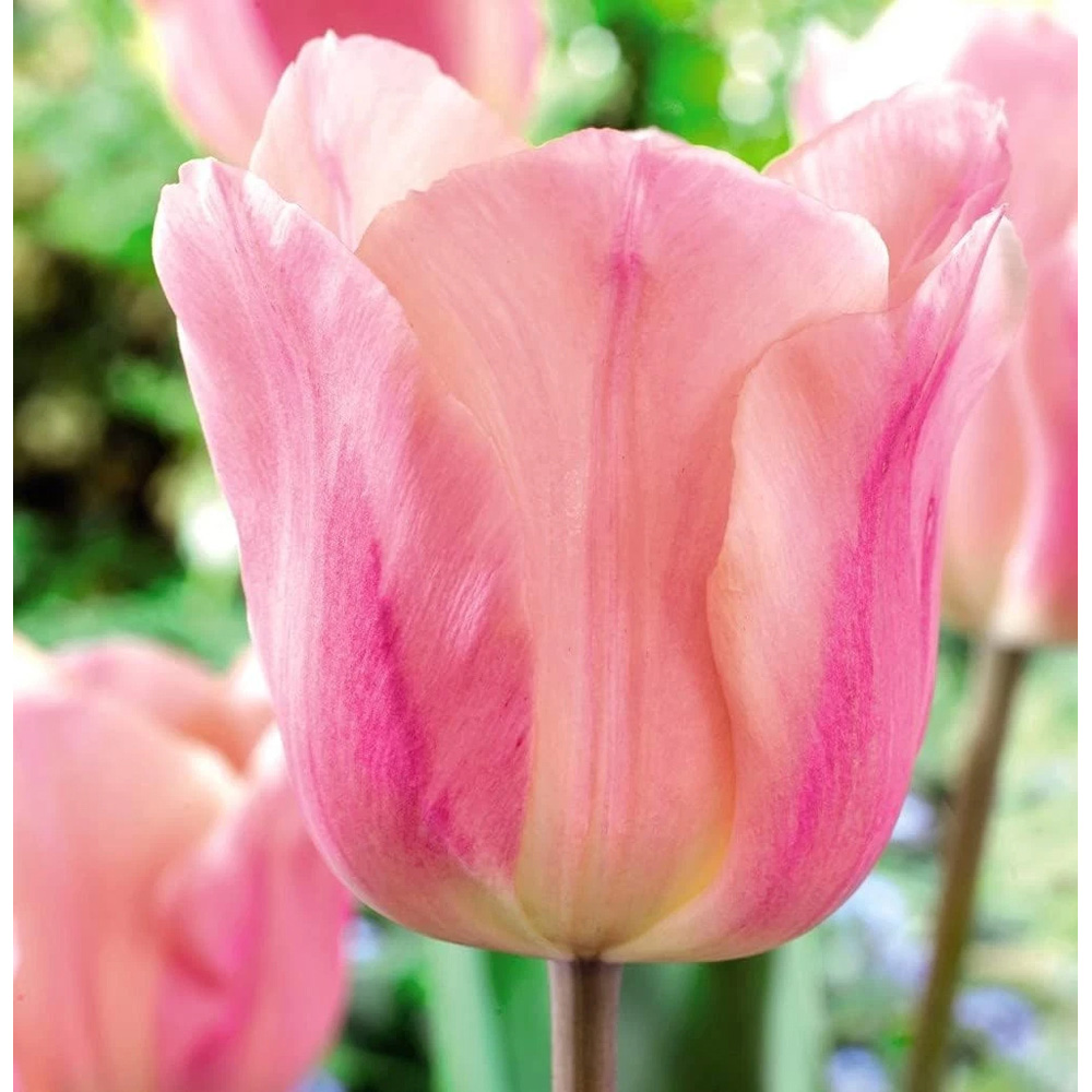 Thompson and Morgan Tulip Apricot Beauty Autumn Planting Bulb 16 Pack Image 5