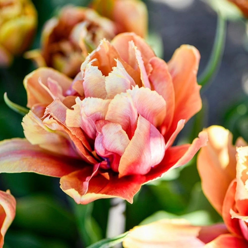 Thompson and Morgan Tulip Callahan Amber and Apricot Planting Bulb 16 Pack Image 1