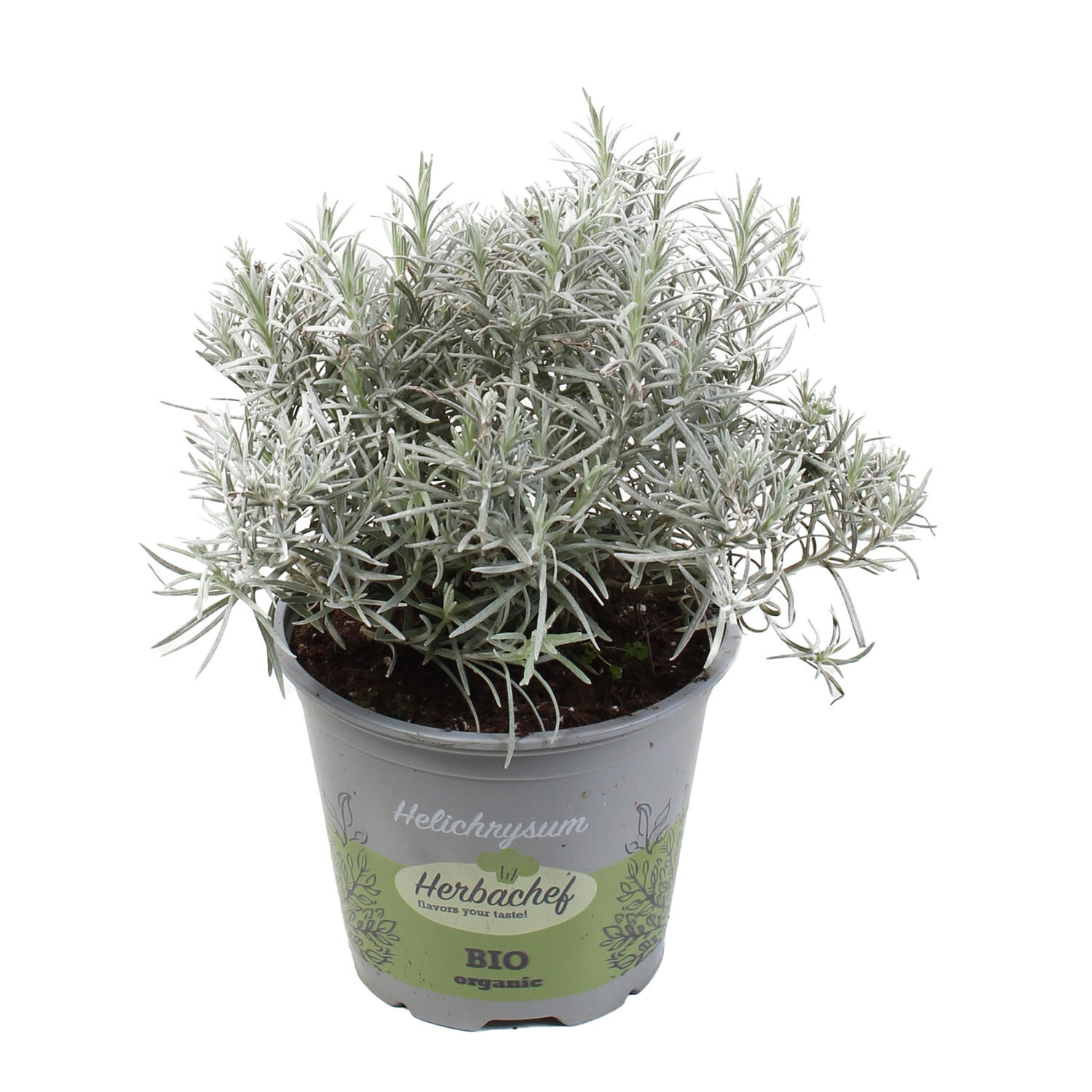 Helichrysum Curry Plant Herb 14cm Image