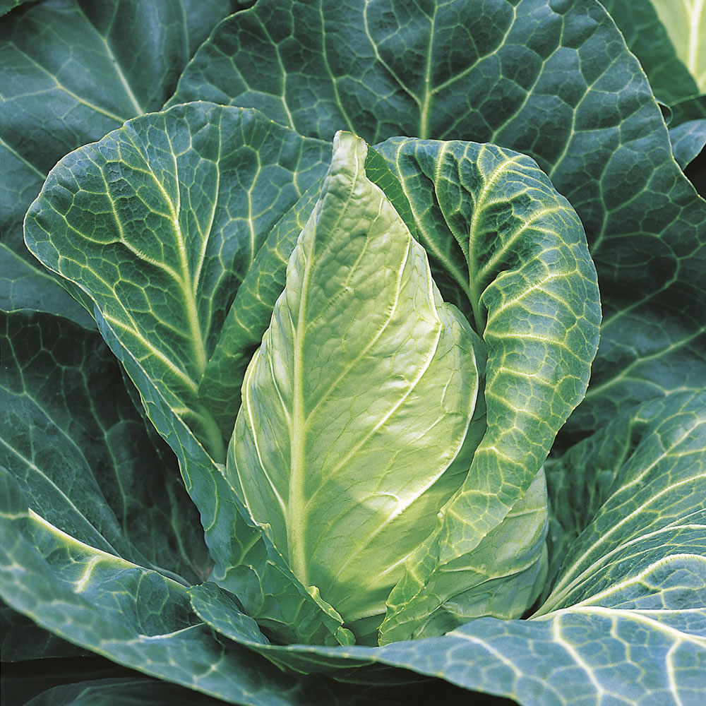 Johnsons Seeds Cabbage Hispi F1 Hybrid Image 1