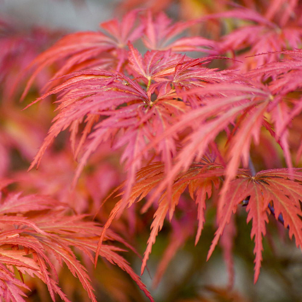 YouGarden Acer Palmatum Dissectum Plant Pot 3L Image 1