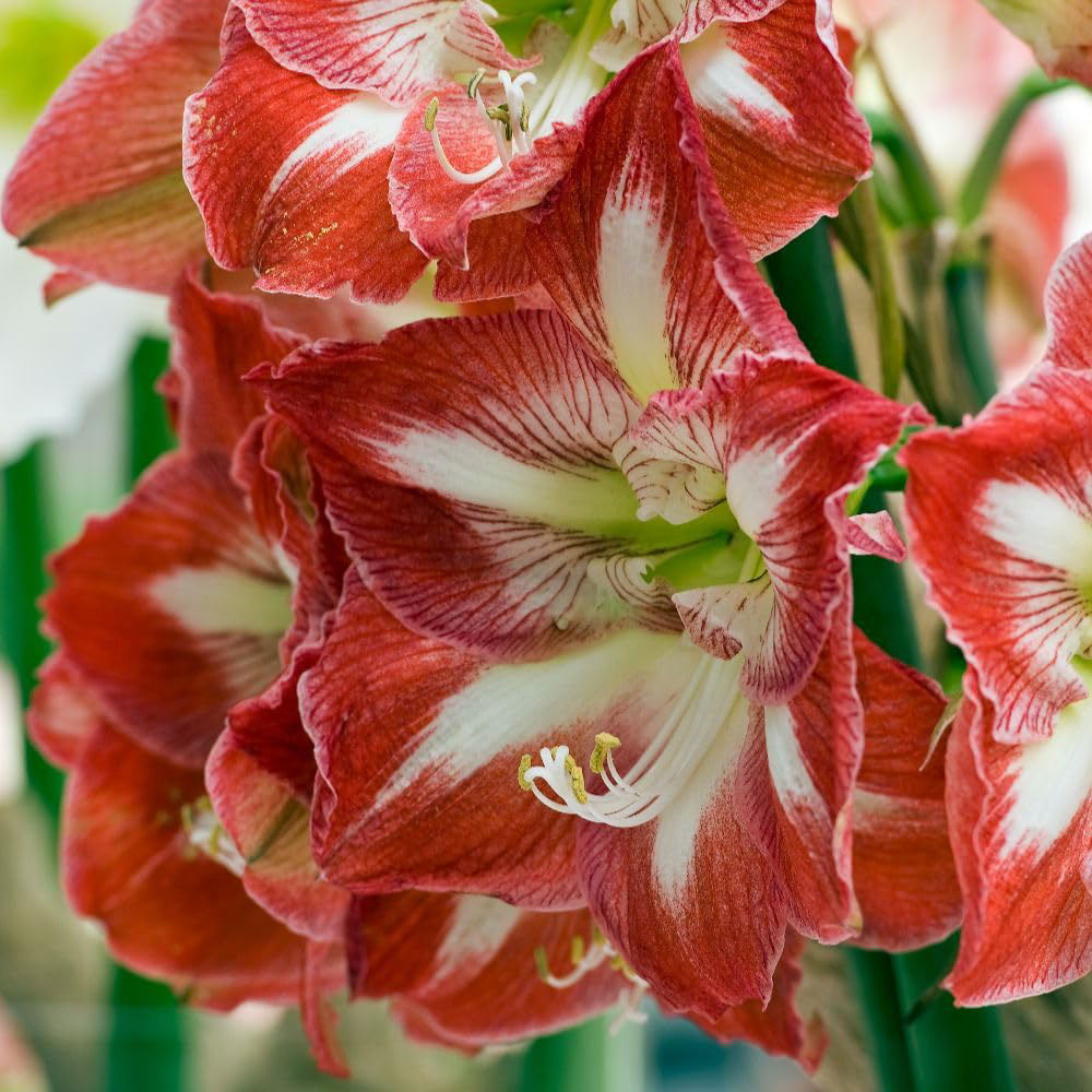 Thompson and Morgan Amaryllis Minerva Planting Bulb 2 Pack Image 2
