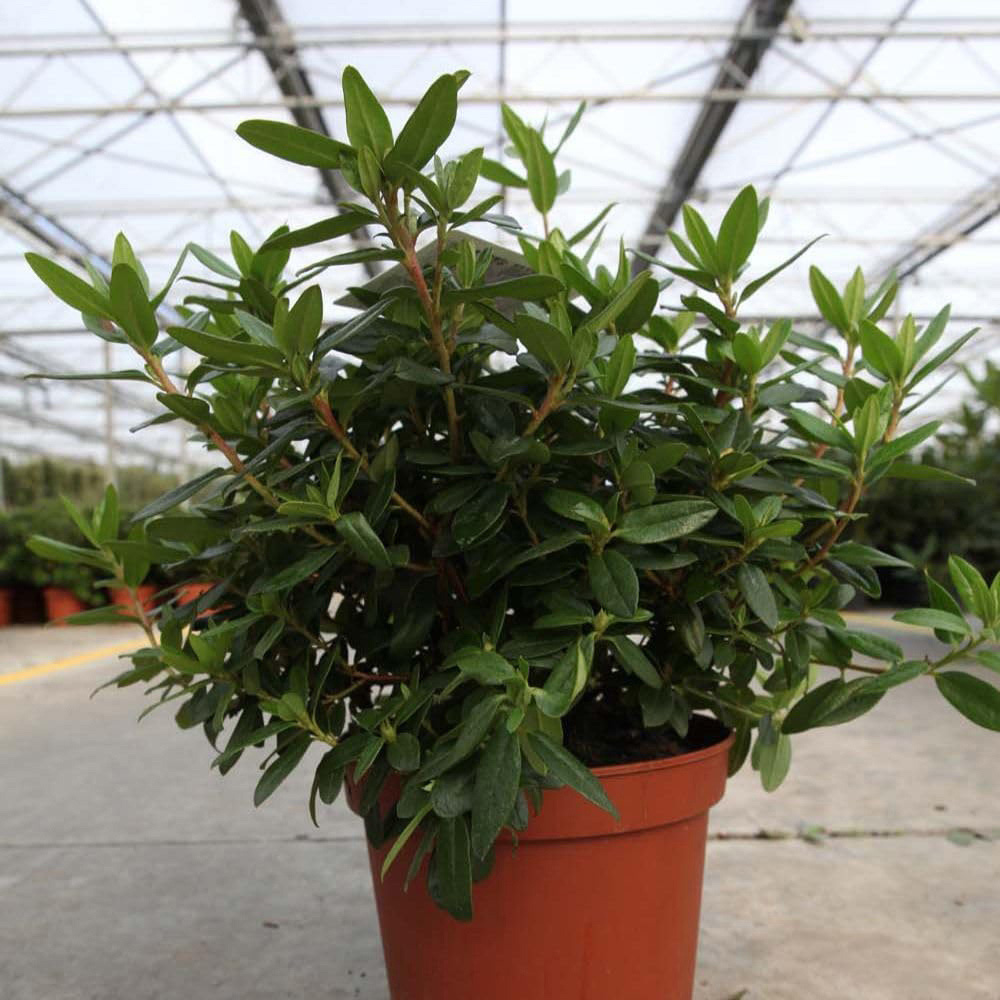 Thompson and Morgan Rhododendron Gristede Plant Pot 2L 2 Pack Image
