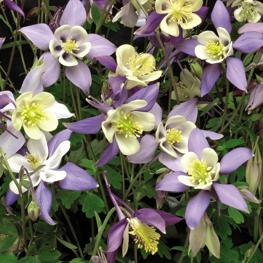 Thompson and Morgan Aquilegia Mrs Scott Elliott Plant Plug 72 Pack Image 5