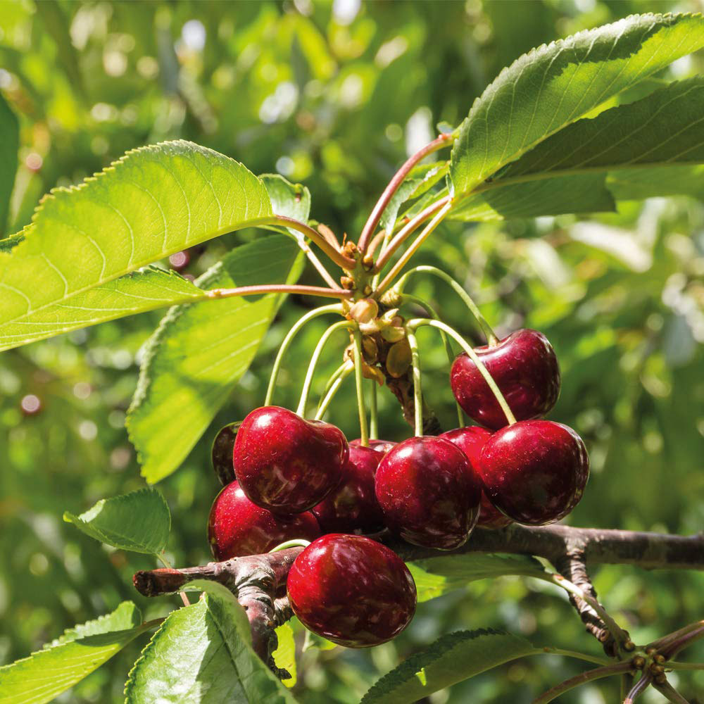 Thompson and Morgan Mini Fruit Collection Plant Pot 9cm 5 Pack Image 6