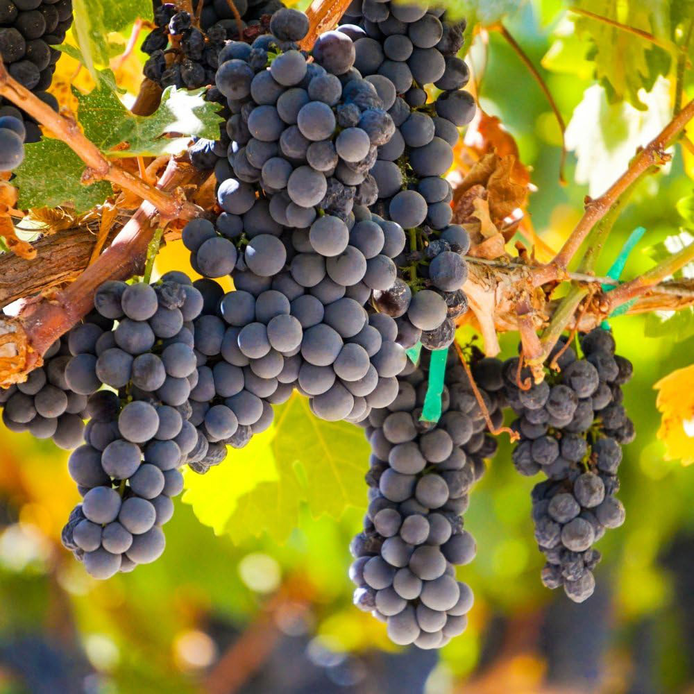 Thompson and Morgan Vine Vitis Autumn Royal Plant in Pot 3L 2 Pack Image 1