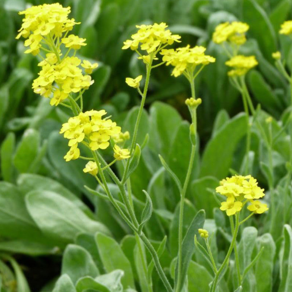 Thompson and Morgan Alyssum Saxatile Plant Pot 1L Image 1
