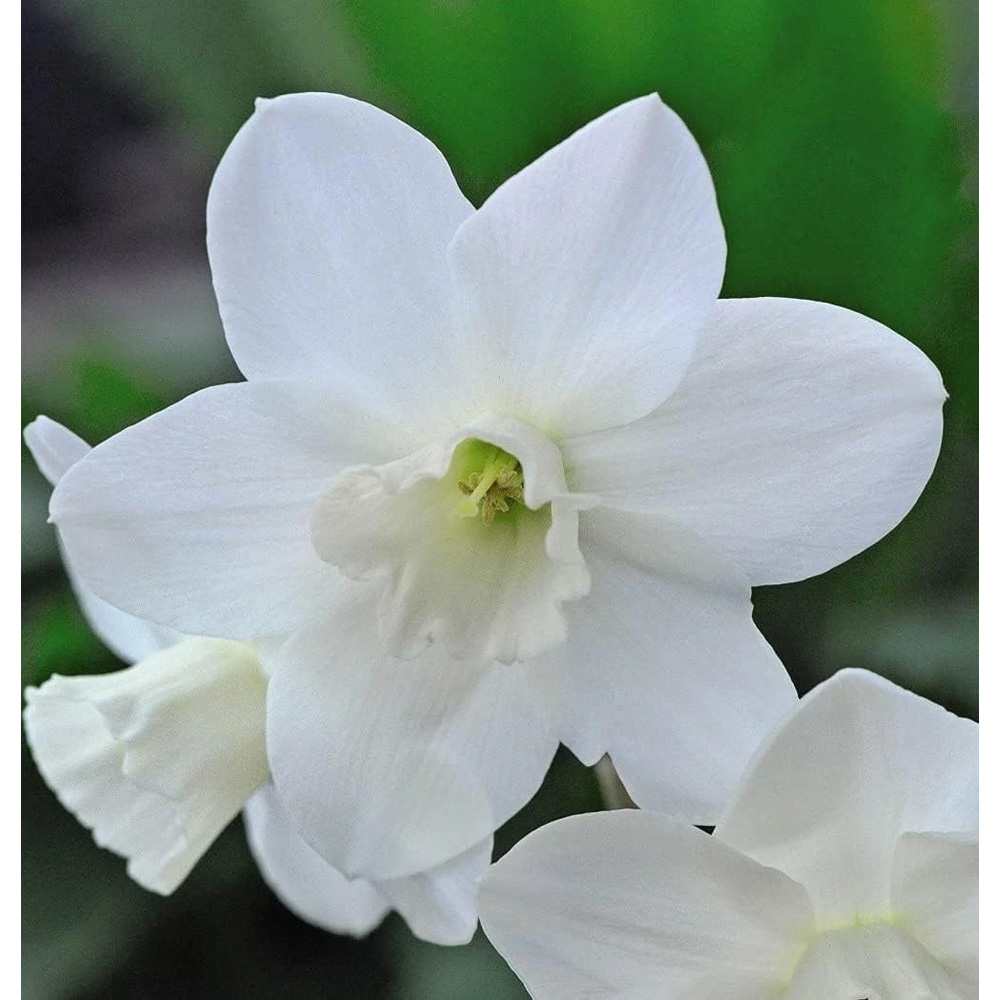 Thompson and Morgan Daffodil Cornish Niveth Planting Bulb 32 Pack Image 2