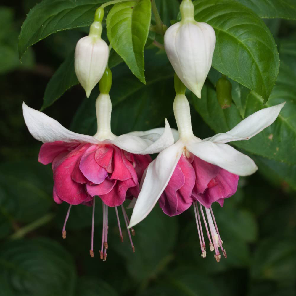 Thompson and Morgan Fuchsia Giant Flowered Collection Postiplugs 10 Pack Image 2