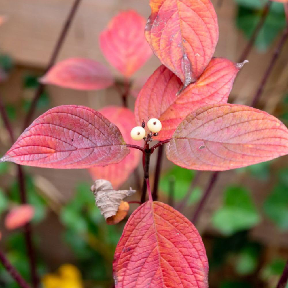 Thompson and Morgan Cornus Winter Duo Plant Pot 9cm 2 Pack Image 7