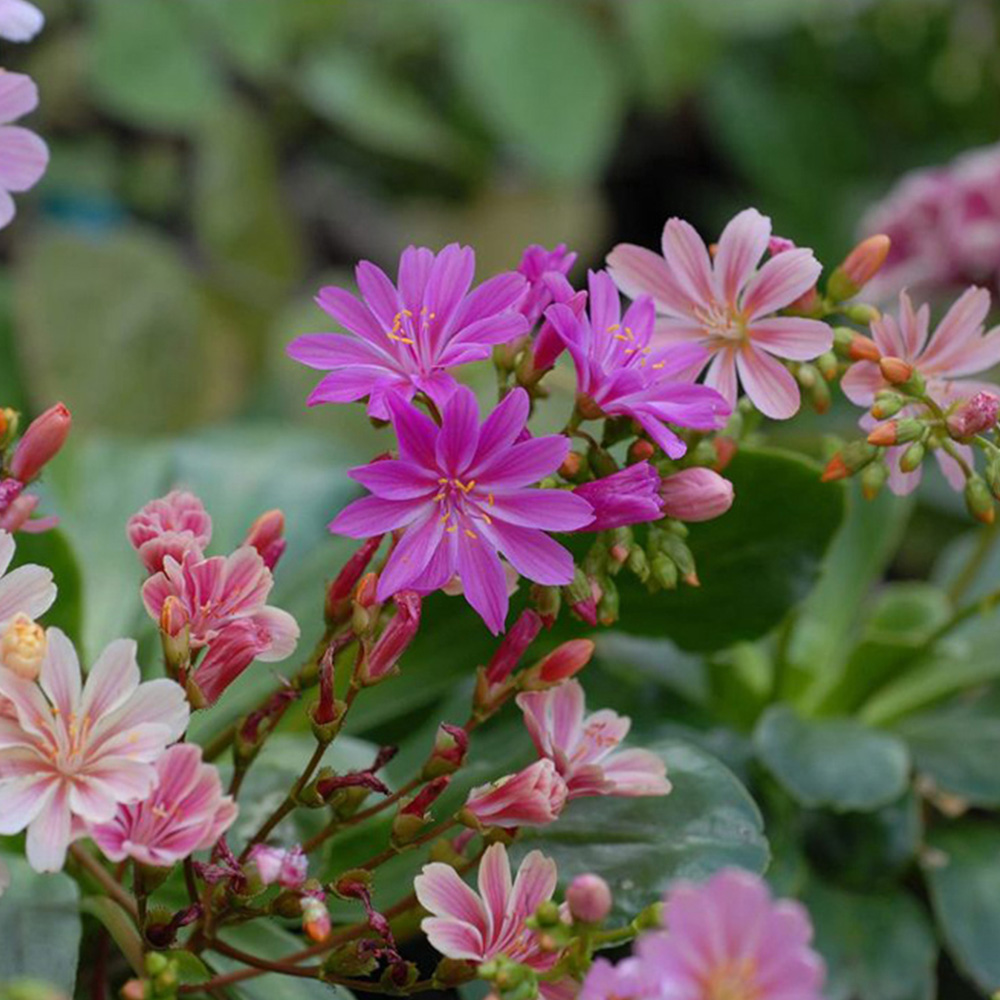 Thompson and Morgan Lewisia Elise Mixed Plant Plugs 24 Pack Image 2