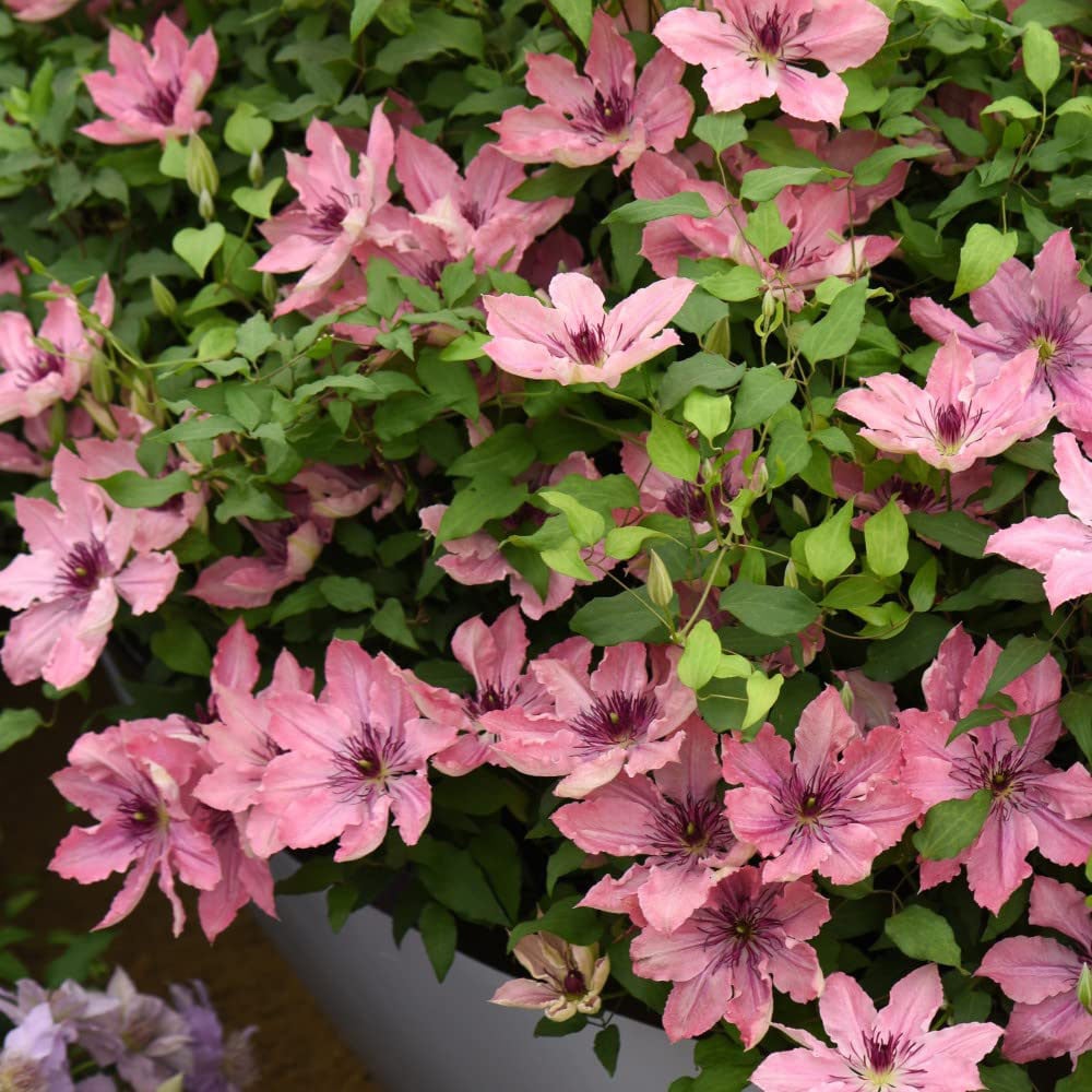 Thompson and Morgan Clematis Sarah Elizabeth Plant Pot 3L Image 5