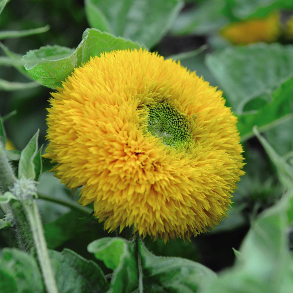 Thompson & Morgan Sunflower Teddy Bear Seeds Image