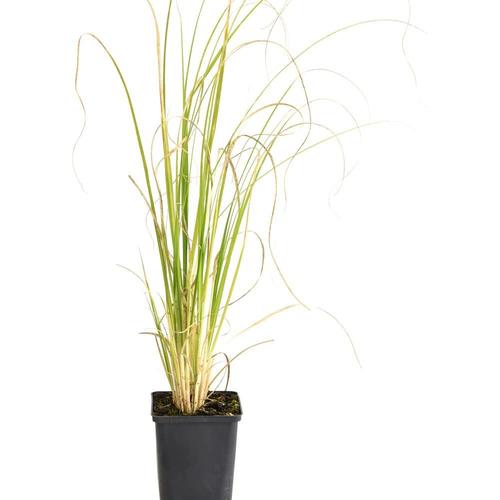 Thompson & Morgan Cortaderia Selloana White Pampas Grass Pot 11cm Image 2