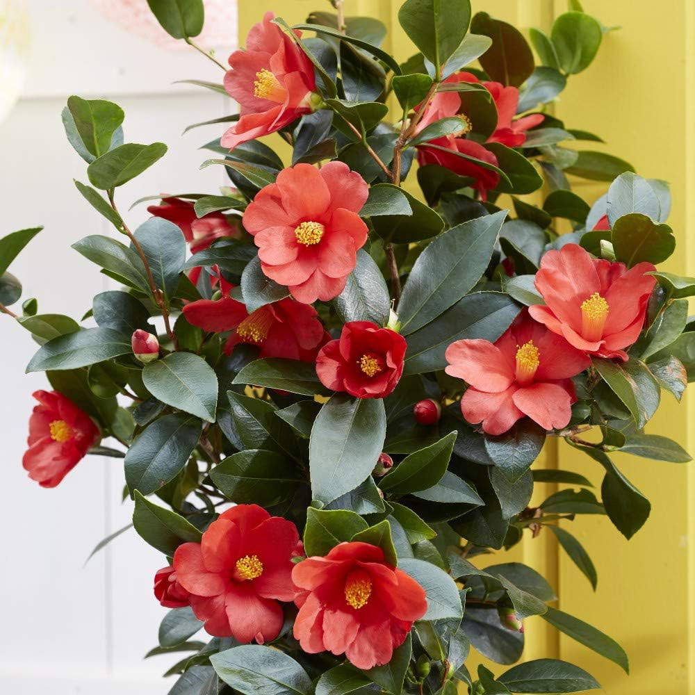 Thompson and Morgan Camellia 1001 Summer Nights Jasmine Plant Pot 1.6L Image 3