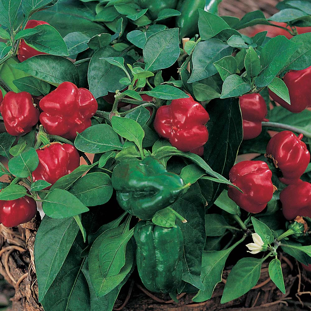 Wilko Pepper Sweet Mini Red Seeds Wilko