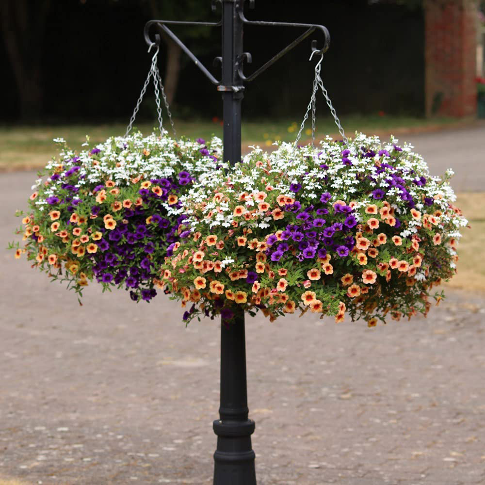 Thompson and Morgan Fruit Salad Preplanted Hanging Basket 25cm 2 Pack Image 5