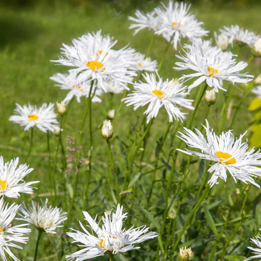Thompson and Morgan Leucanthemum Crazy Daisy Plant Plug 48 Pack Image 2