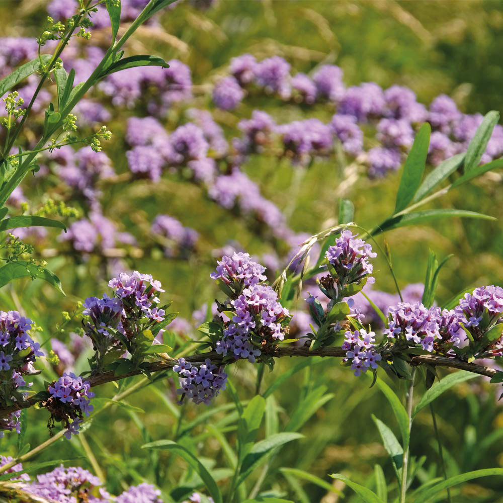 Thompson and Morgan Buddleja Alternifolia Alternifolia Plant Pot 3.6L Image 2
