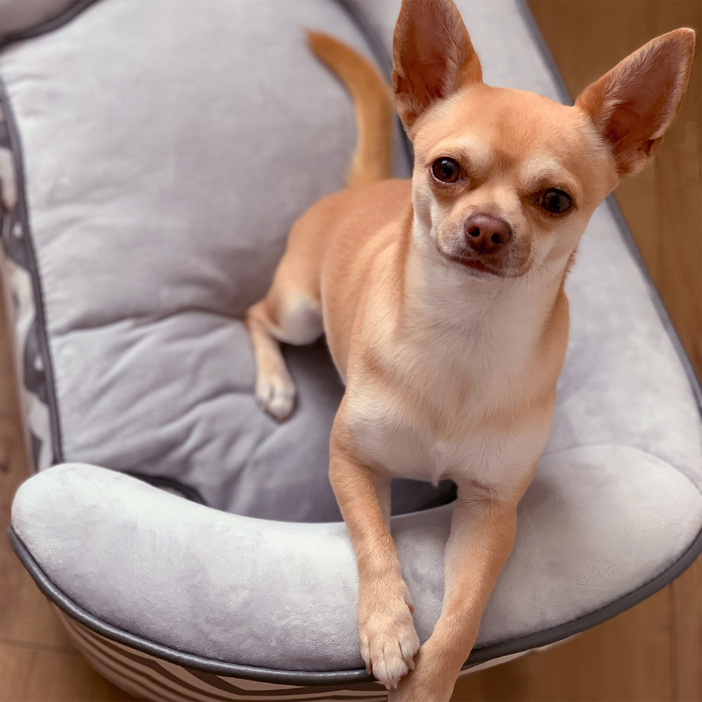 PawHut Grey Small Pet Couch with Cushion Image 4