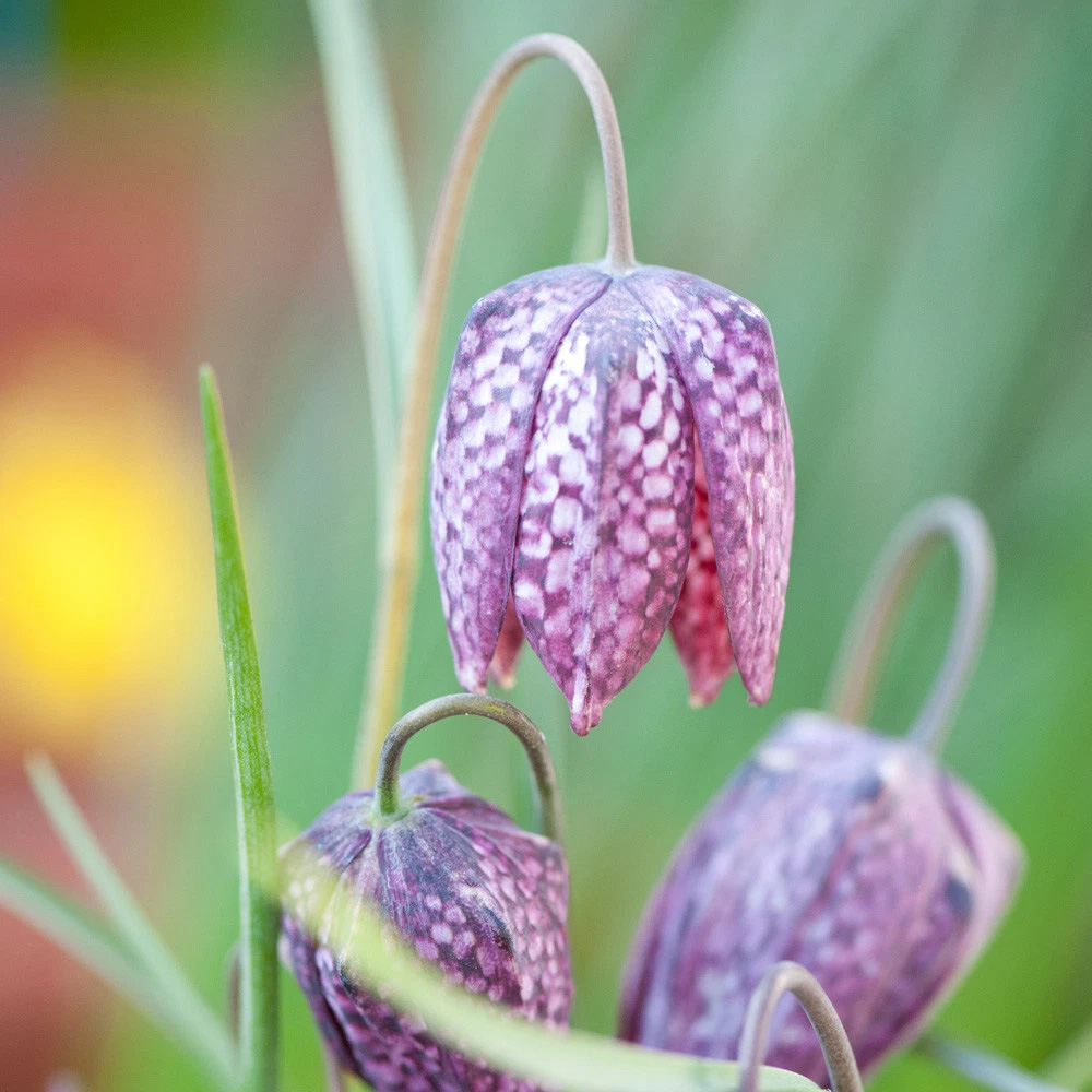 Thompson and Morgan Fritillaria Meleagris Mix Autumn Planting Bulb 40 Pack Image 6
