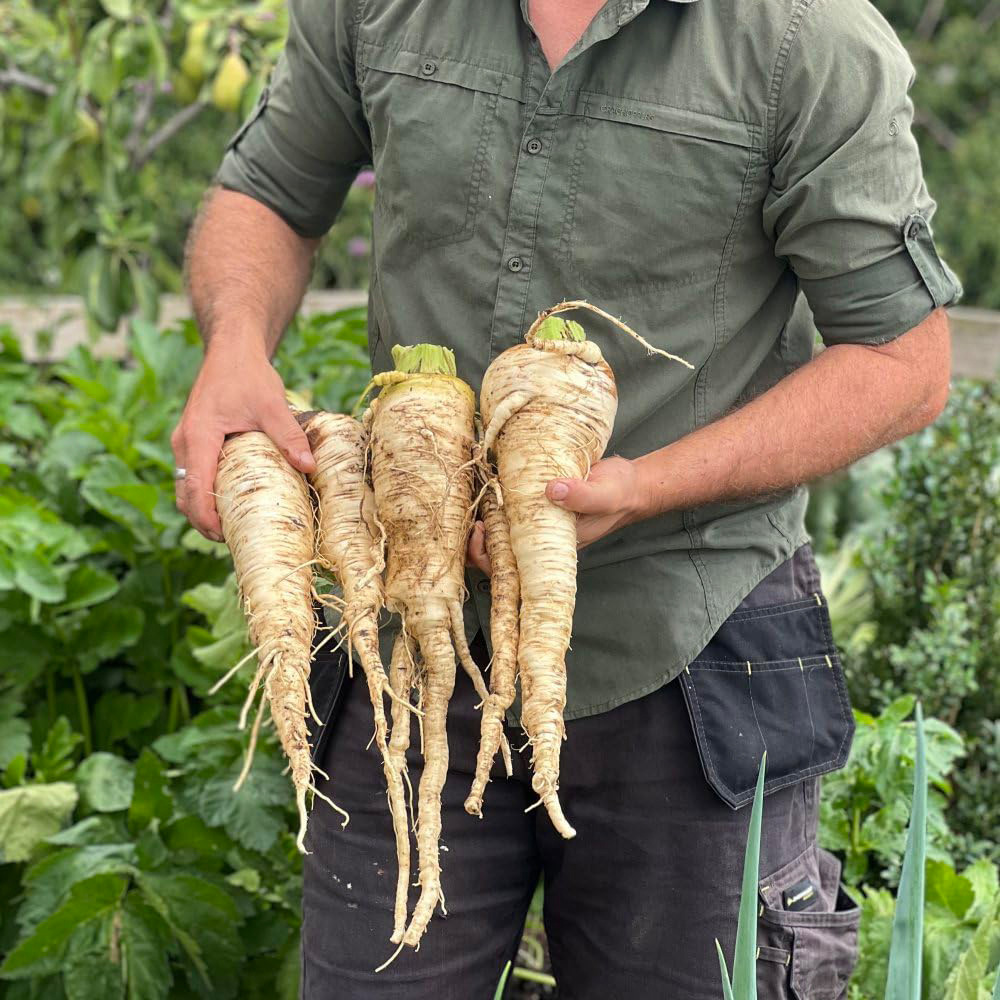 Thompson & Morgan Parsnip Sabre F1 Seeds Image 2
