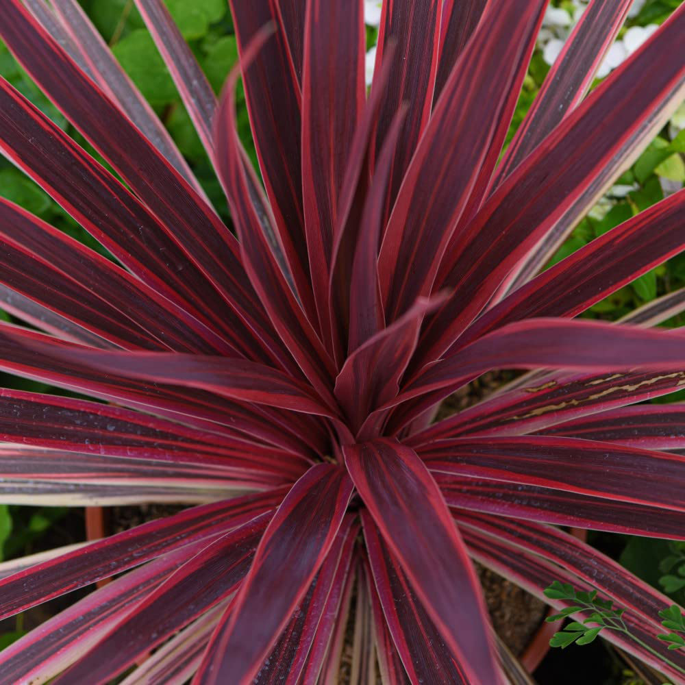 Thompson and Morgan Cordyline Torbay Red Plant Pot 9cm 3 Pack Image 2