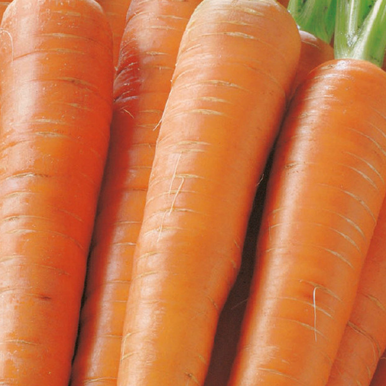 Johnsons Kamila F1 Carrots Vegetable Seeds Image 1