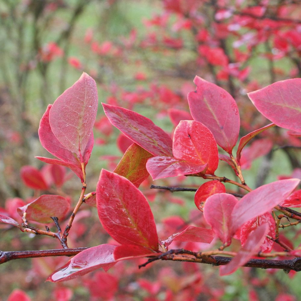 Thompson & Morgan Blueberry Vaccinium Earliblue Potted Plant 3L Image 5