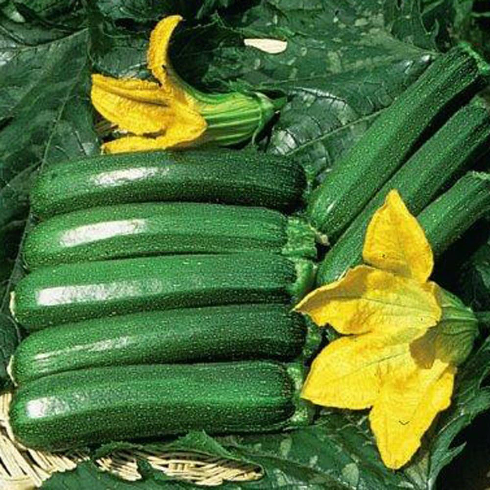 Thompson & Morgan Courgette Defender F1 Hybrid Seeds Image 2