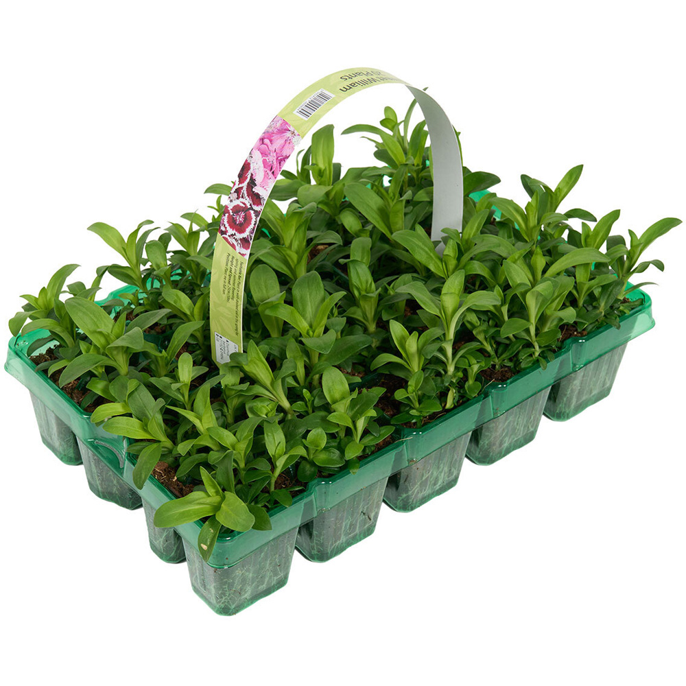 Pack of 20 Spring Bedding Plants Image 2